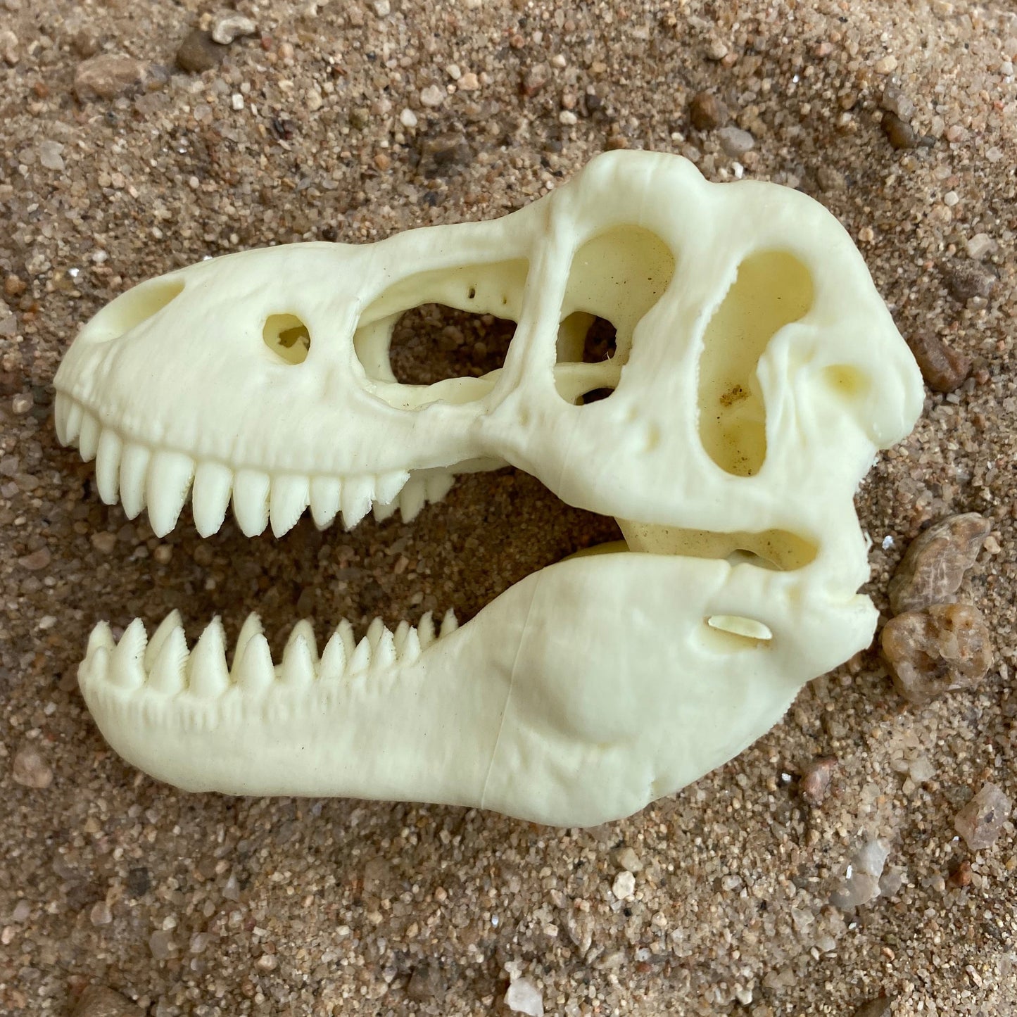 T-Rex Skull Replica – 3D Printed Museum Display Dinosaur Head