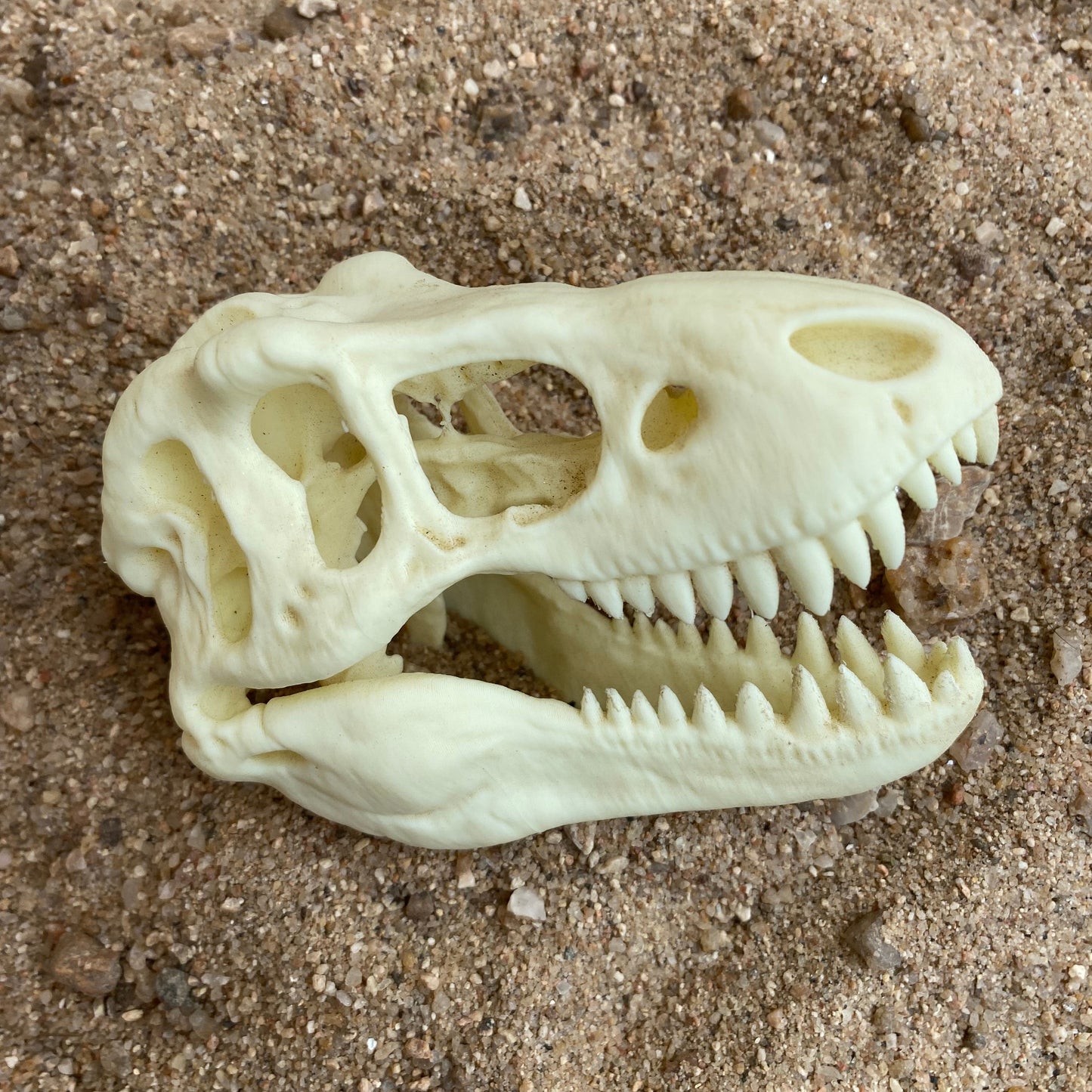 T-Rex Skull Replica – 3D Printed Museum Display Dinosaur Head
