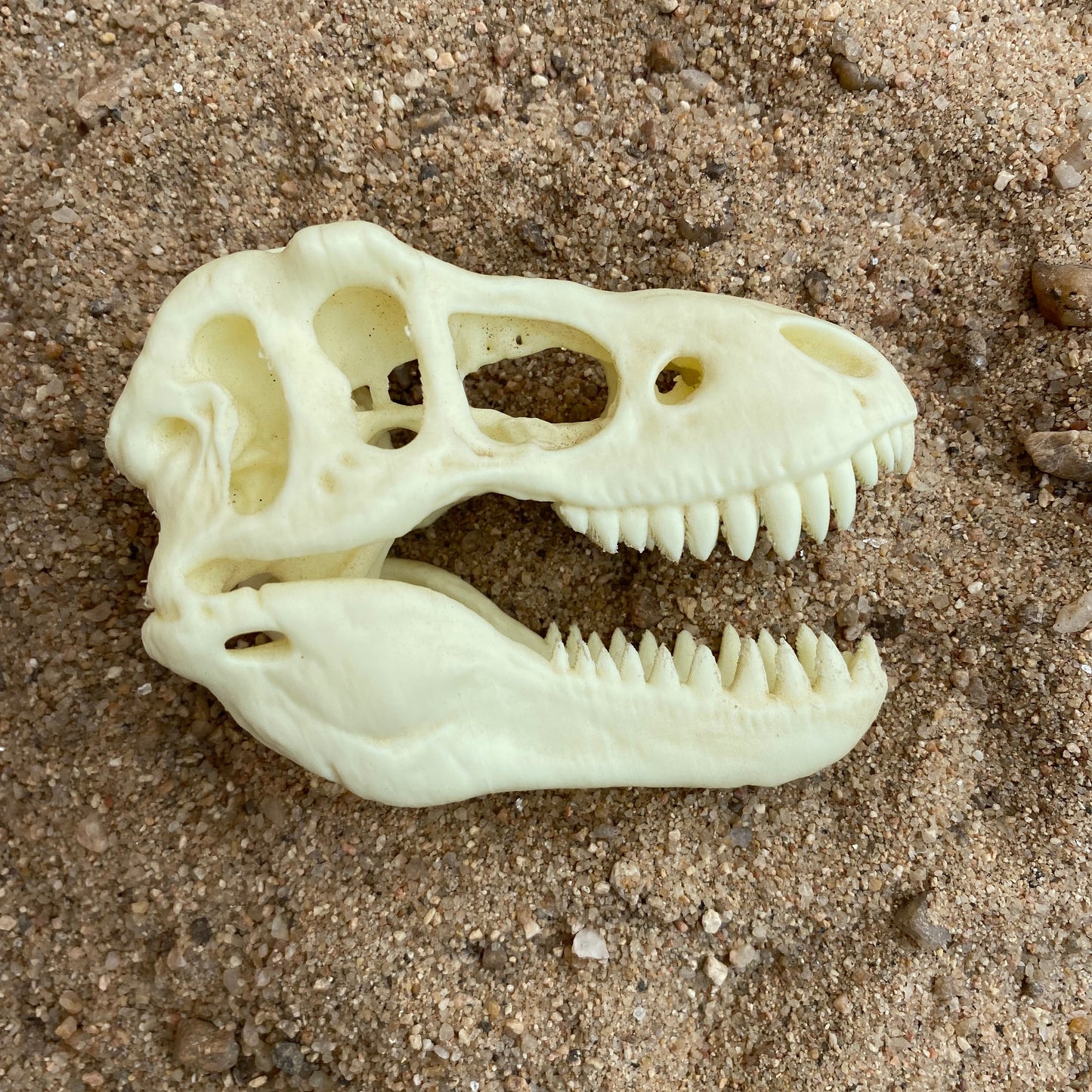 T-Rex Skull Replica – 3D Printed Museum Display Dinosaur Head